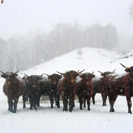 Chez Marraine Sauvat