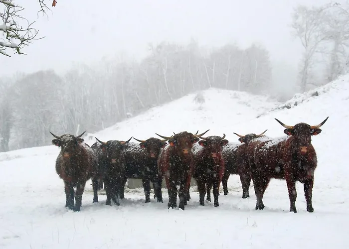 Chez Marraine Sauvat